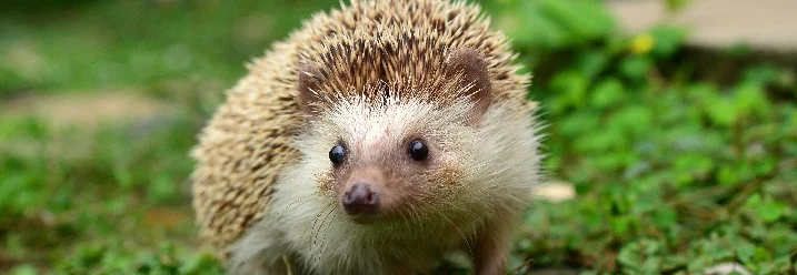 Ein Igel im Garten